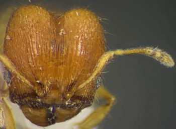 Media type: image;   Entomology 34168 Aspect: head frontal view